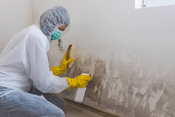 Best Airborne Mold Testing  in Cactus, TX