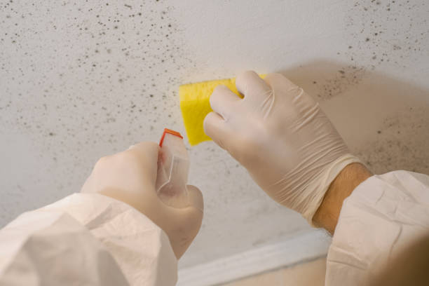  Cactus, TX Mold Removal Pros